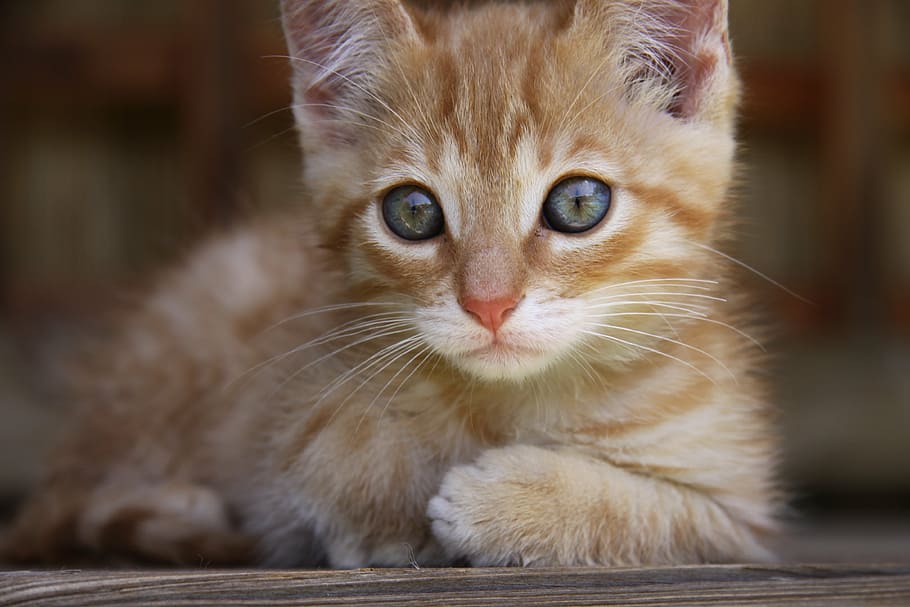 HD wallpaper: brown tabby kitten in tilt shift lens shot, cat, lying ...