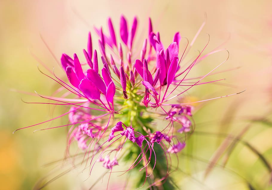 flower, blossom, bloom, pink, nature, plant, summer, garden HD wallpaper