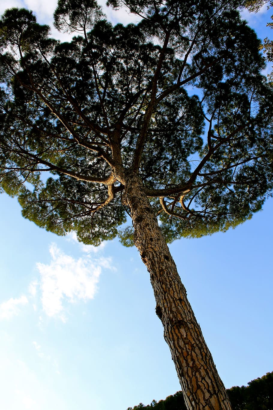 Tree, Perspective, Nature, Landscape, green, sky, outdoor, view HD wallpaper