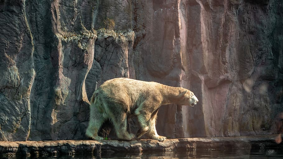 polar bear, white fur, animal world, predator, wildlife photography