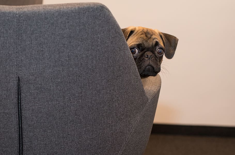 Pug on brown fabric seat, dog, face, pet, black, young dog HD wallpaper