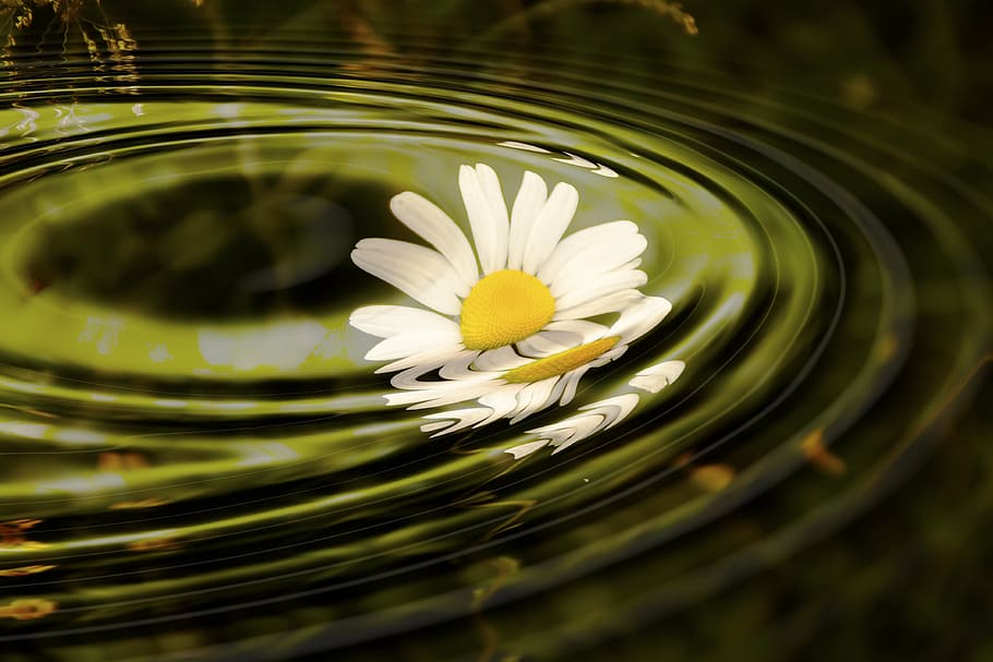 white daisy flower dropped on calm body of water, wave, rings HD wallpaper