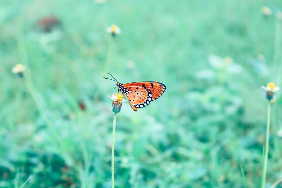 butterfly, wild, insects, creature, natural, caterpillar, vietnam HD wallpaper