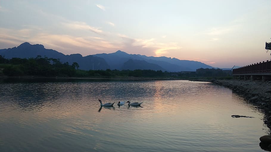 landscape, goose, sunset, water, bird, mountain, animals in the wild HD wallpaper