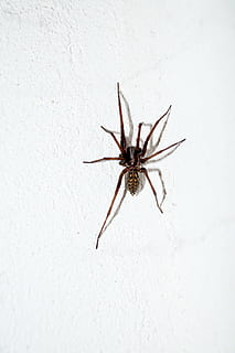 spider, insect, arachnophobia, invertebrate, animal themes HD wallpaper
