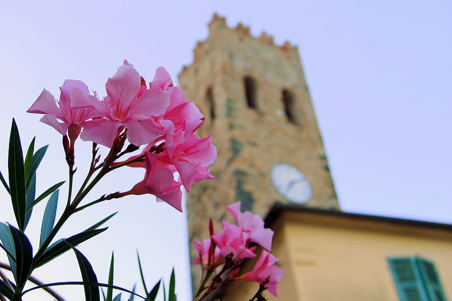 close-up photography of pink petaled flowers near concrete building at daytime, HD wallpaper