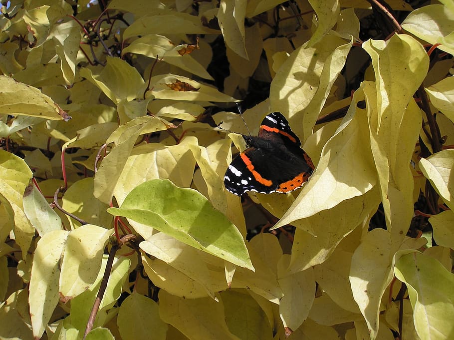 autumn, butterfly, sheet, plant part, leaf, animal themes, animals in the wild HD wallpaper
