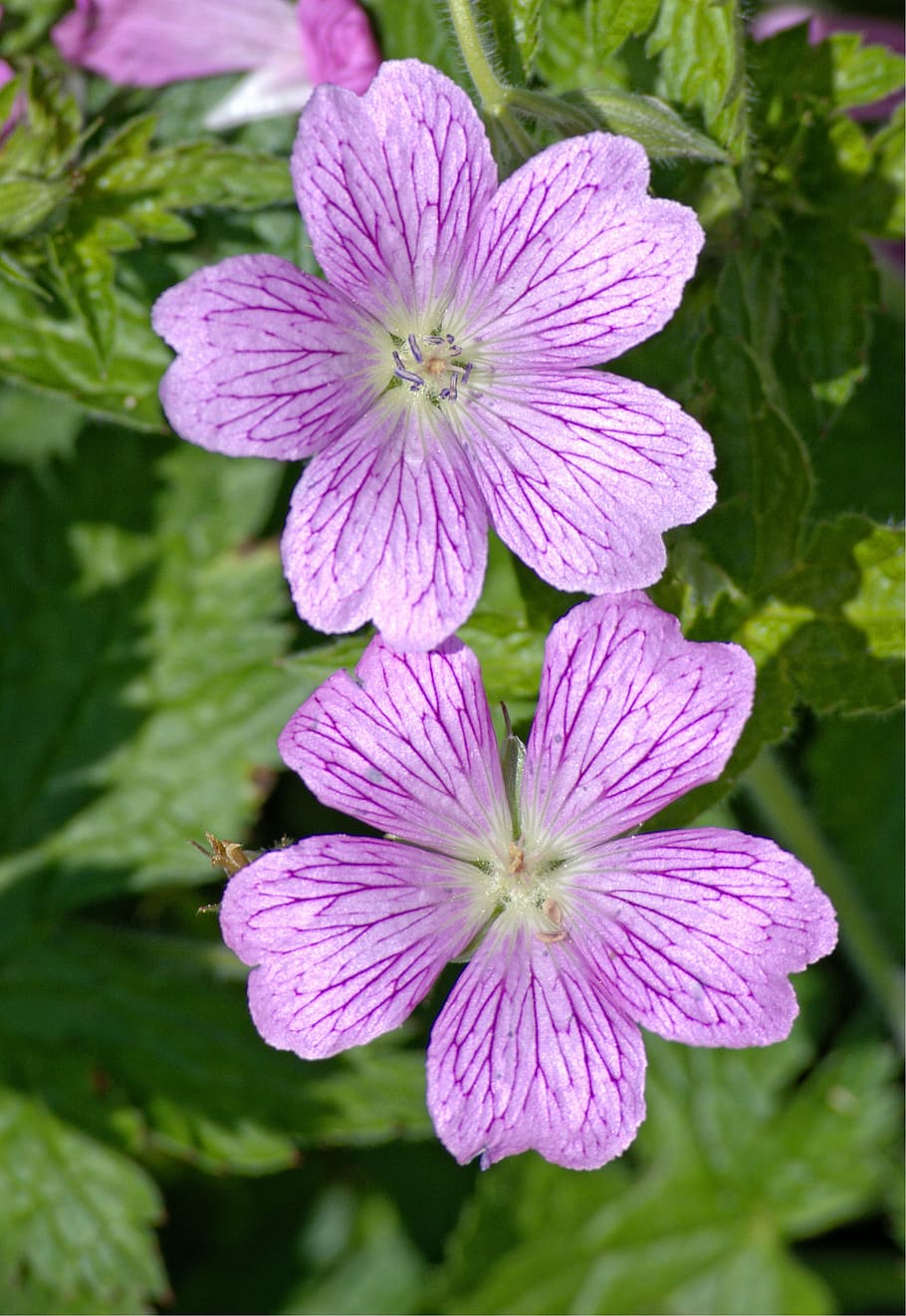 mallow, malva, flower, violet, purple, wild mallow, light purple HD wallpaper