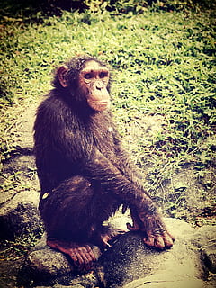 animal, monkey, chimp, relaxing, ape, trees, africa, fingers HD wallpaper
