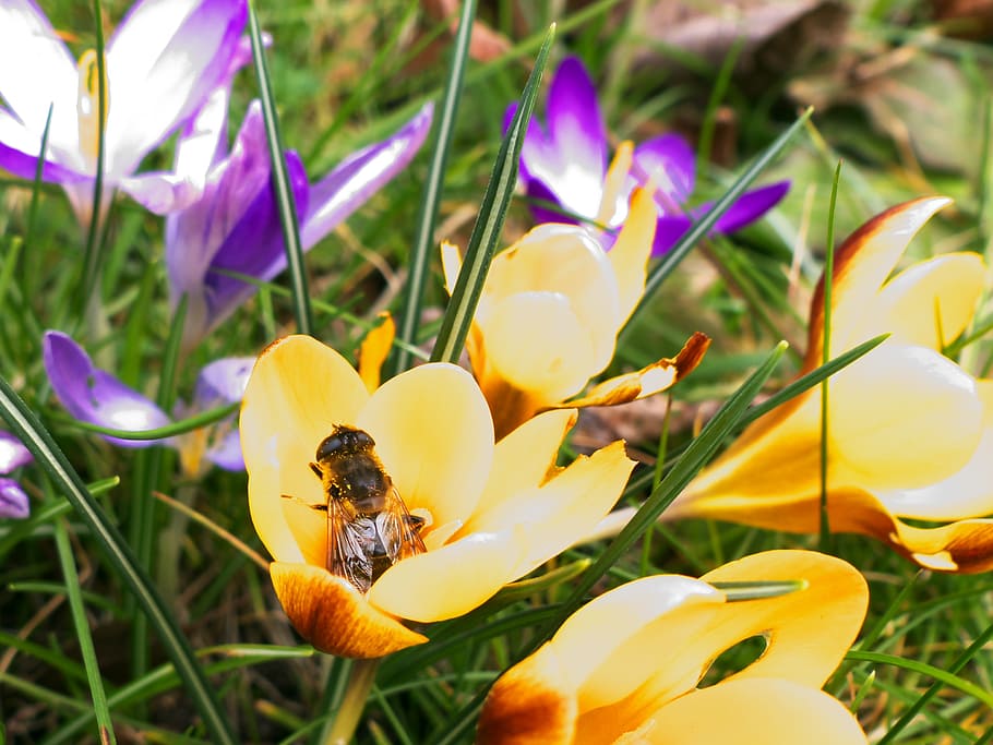 bee, flowers, blossom, bloom, insect, close, plant, pollination HD wallpaper