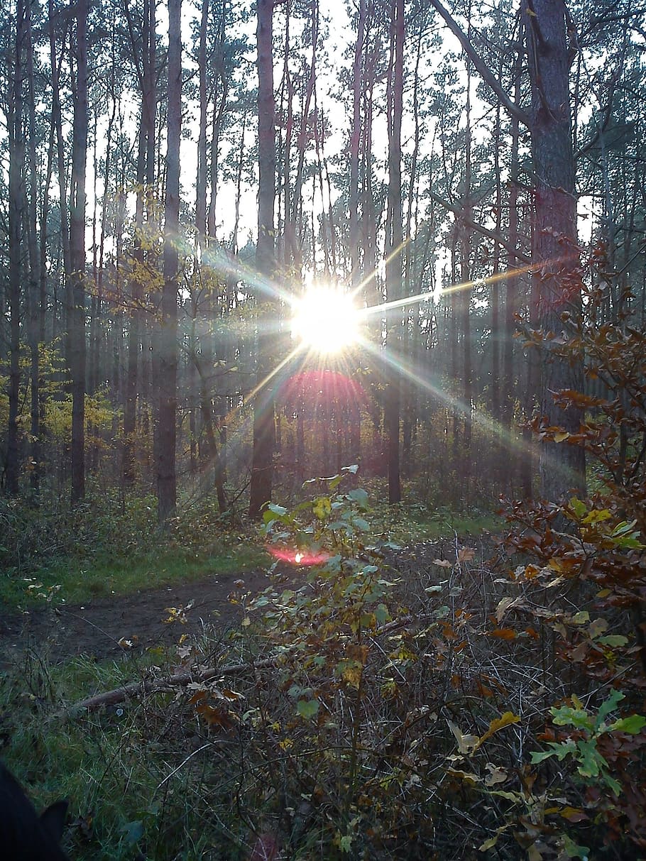 the sun, forest, tree, autumn, light, twilight, plant, land HD wallpaper