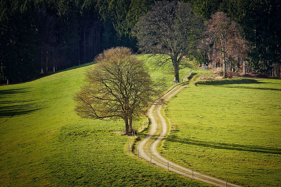 green leafed trees and grasses during daytime, landscape, nature HD wallpaper