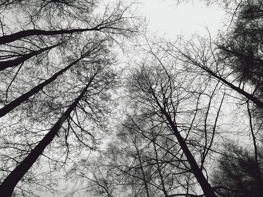 Forest, Trees, Heaven, Light, Beech, birch, nature, bare tree HD wallpaper