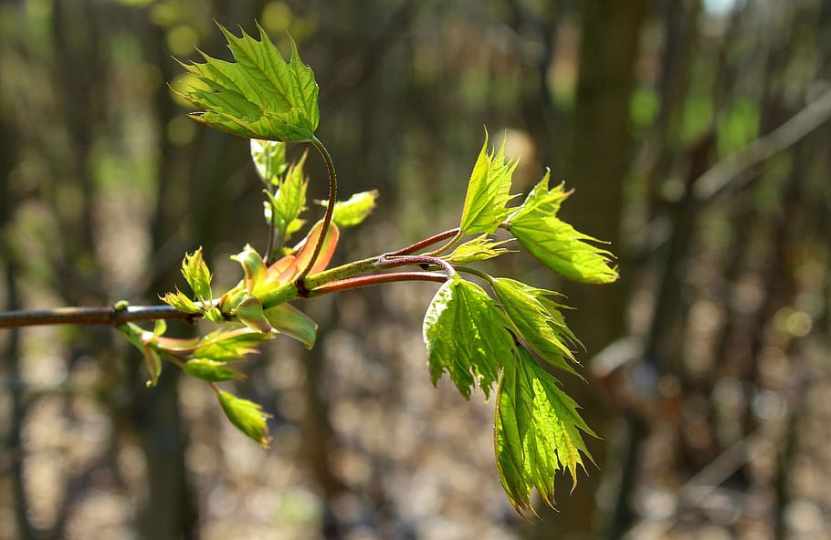 clone, sapling, spring, leaf, nature, at the court of, plant HD wallpaper