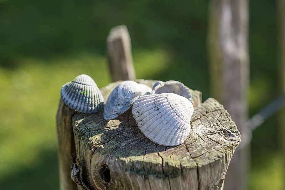 shell, pole, wood, sea, ocean, scallop, green, field, nature HD wallpaper