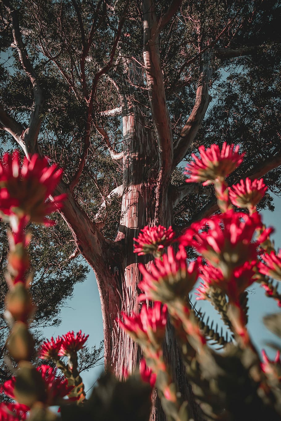 red flower buds under tree, green leafed tree, woodland, forest HD wallpaper