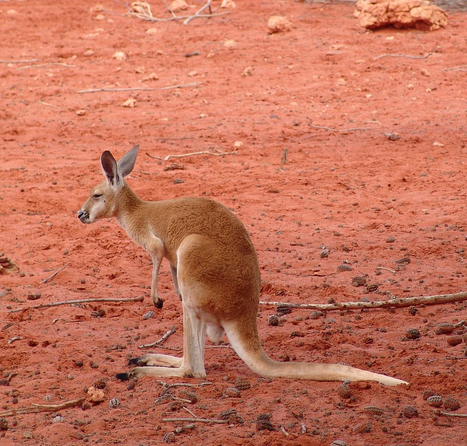 brown kangaroo, red, large, australia, mammal, animal wildlife HD wallpaper