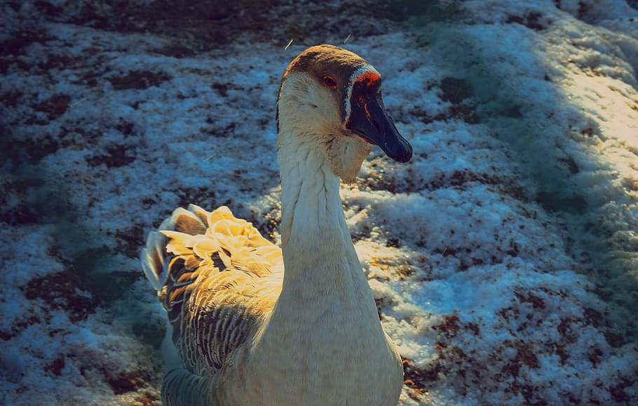 goose, animals, winter, animal themes, vertebrate, one animal HD wallpaper