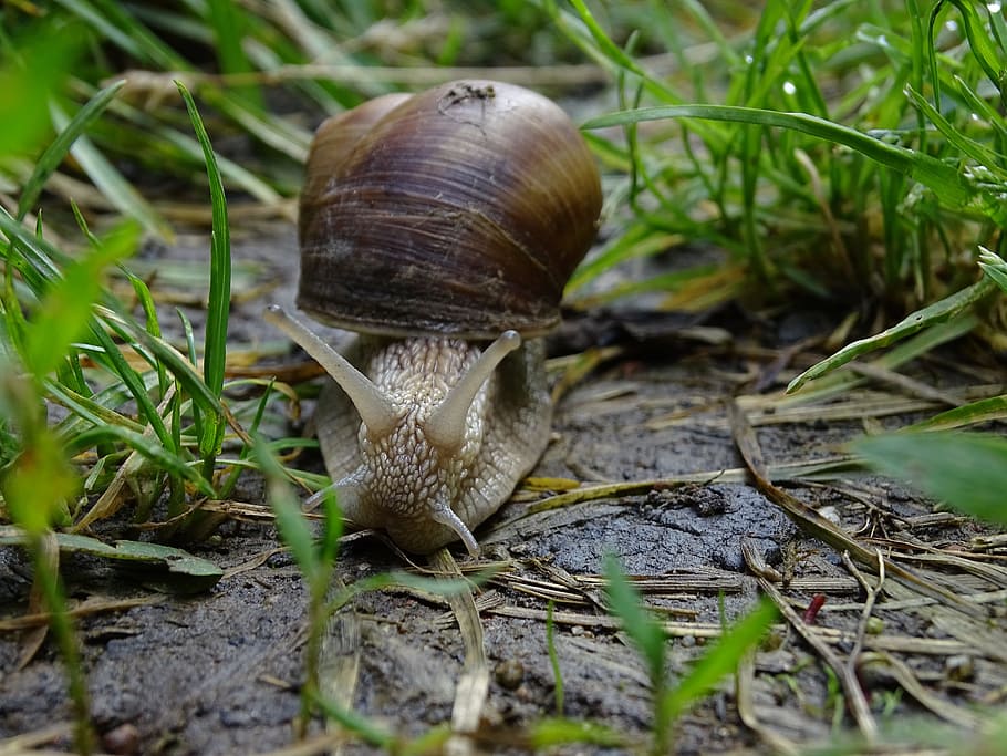 worm, conch, macro, nature, slowly, grass, snail shell, animal wildlife HD wallpaper