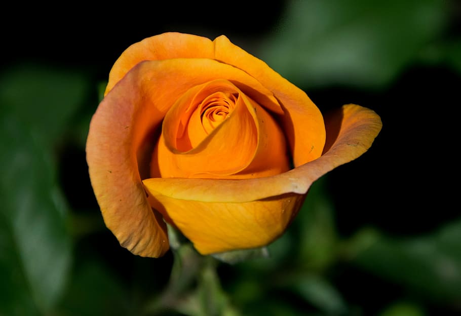 flower, flora, nature, leaf, petal, flowering plant, beauty in nature HD wallpaper