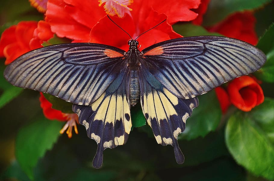 black and white spicebush swallowtail butterfly, red, insect, HD wallpaper