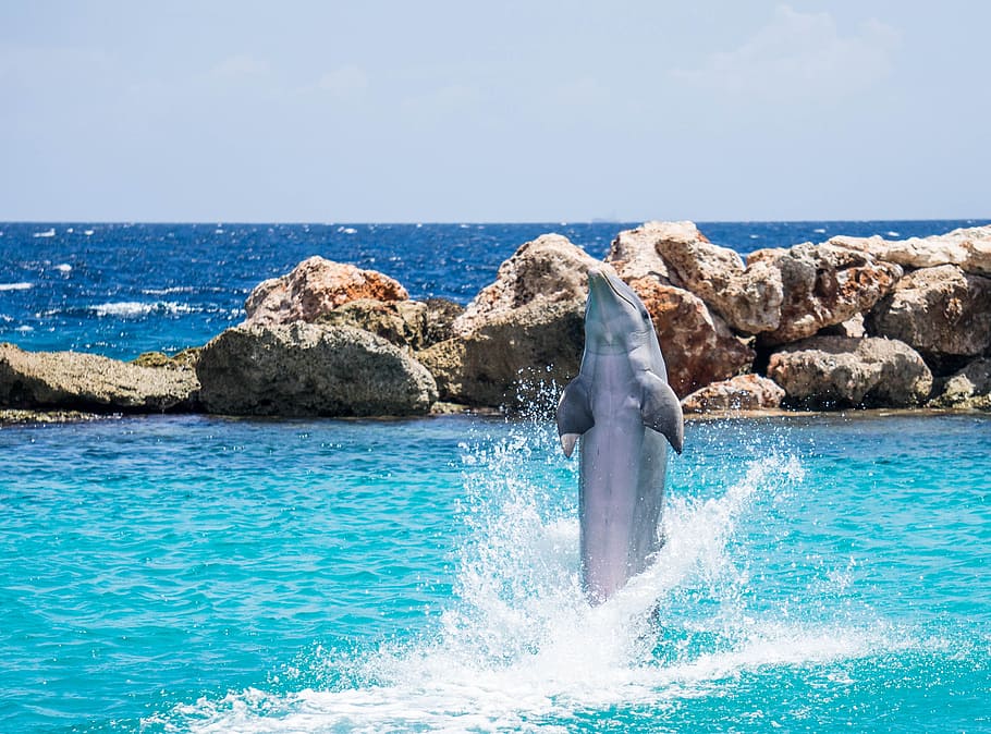 gray dolphin near rock formation at daytime, dolphins, aquarium, HD wallpaper