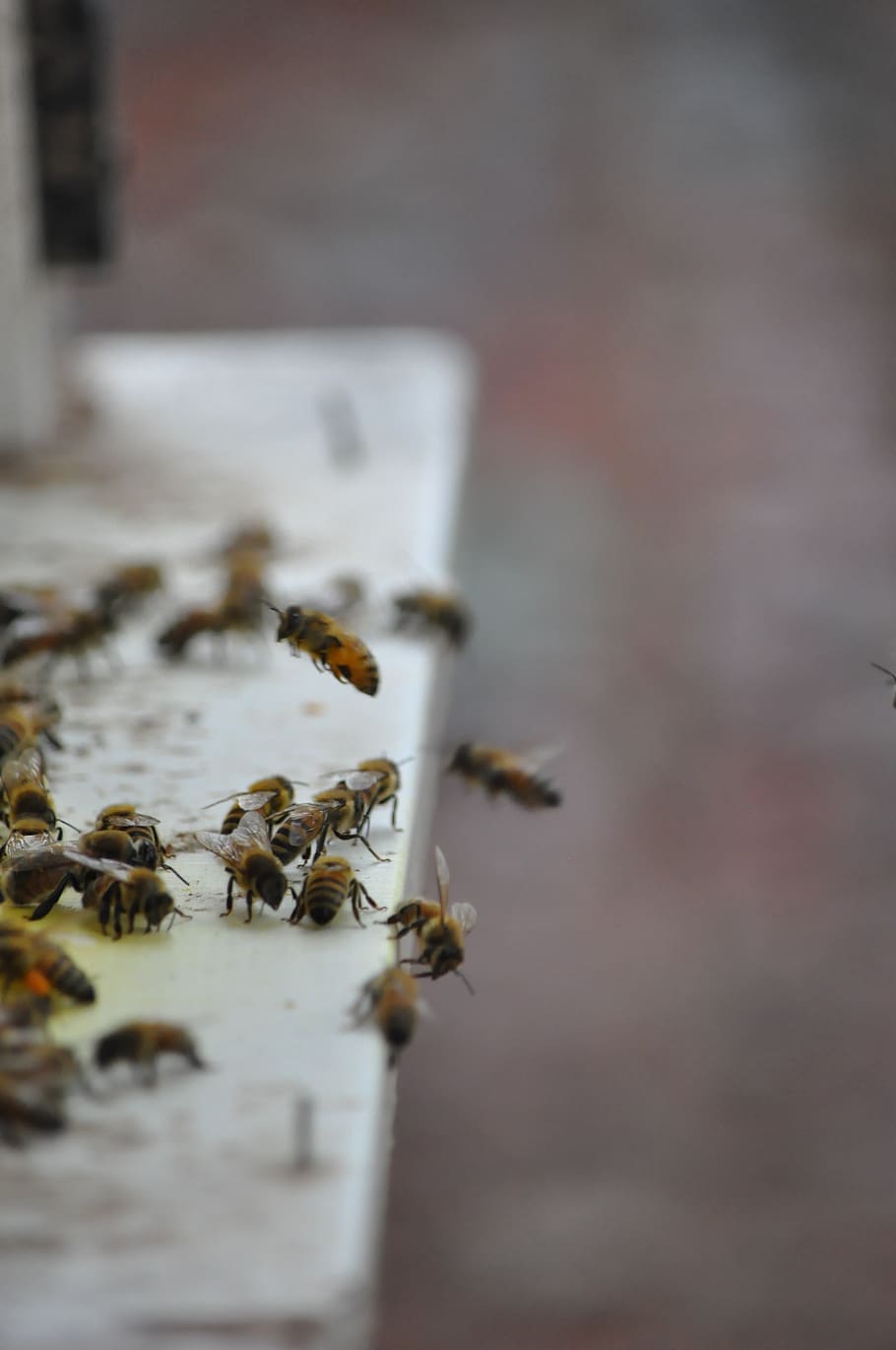 bee, drones, adopt honey, beekeeping, bees, close-up, no people HD wallpaper
