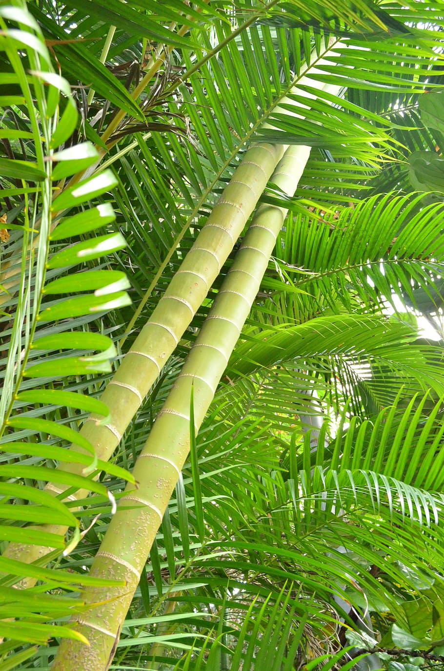 bamboo, green, leaves, leaf, plant, branch, trunk, green color HD wallpaper