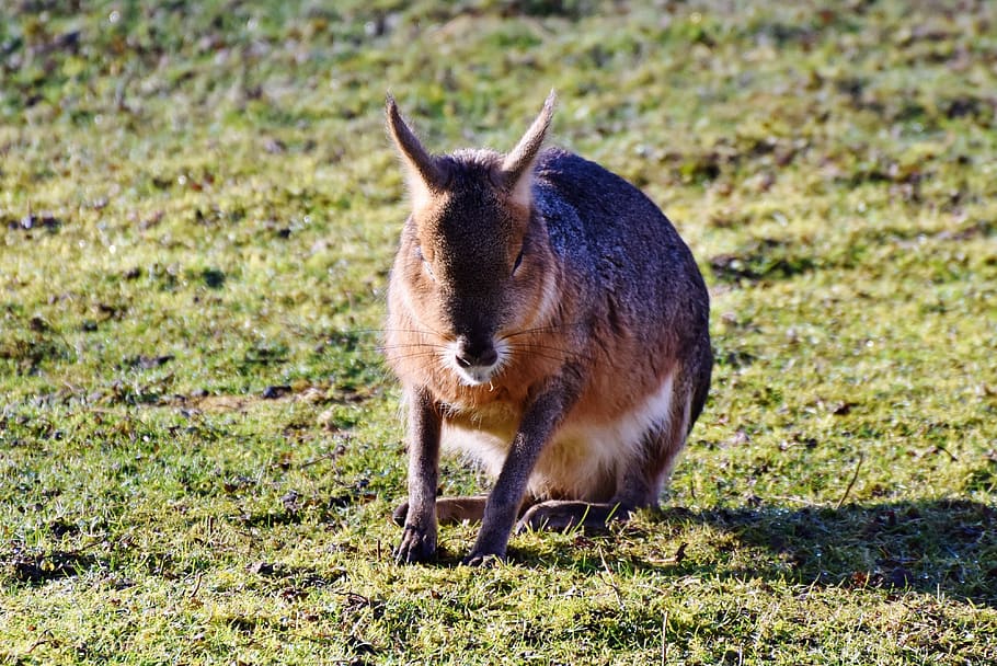 hare, wild hare, long eared, rabbit, wild rabbit, wild animal HD wallpaper