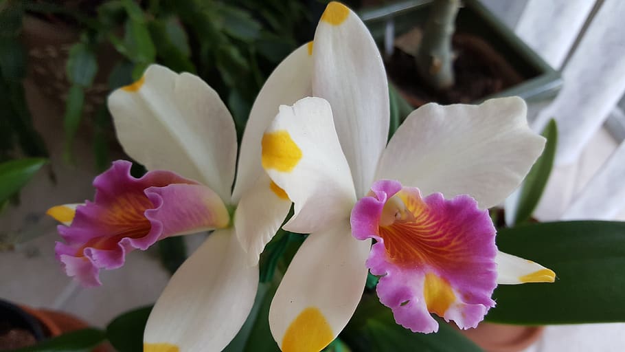 orchid, cattelya, pacific rainbow, flowering plant, petal, vulnerability HD wallpaper