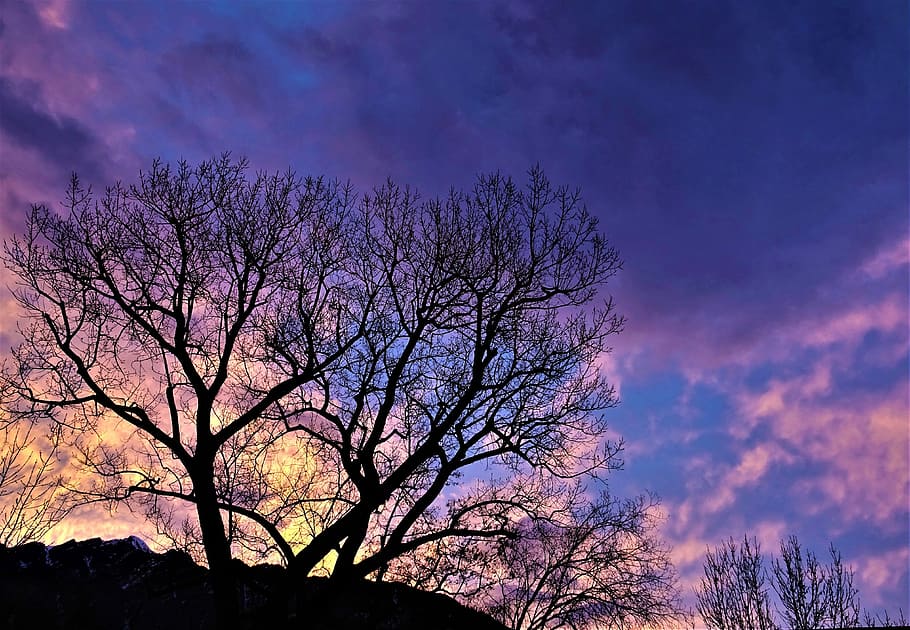 silhouette tree under cloudy sky, landscape, nature, dawn, branch HD wallpaper