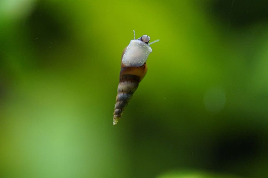 water snail, aquarium, small, macro, shell, close, stick, crawl, HD wallpaper