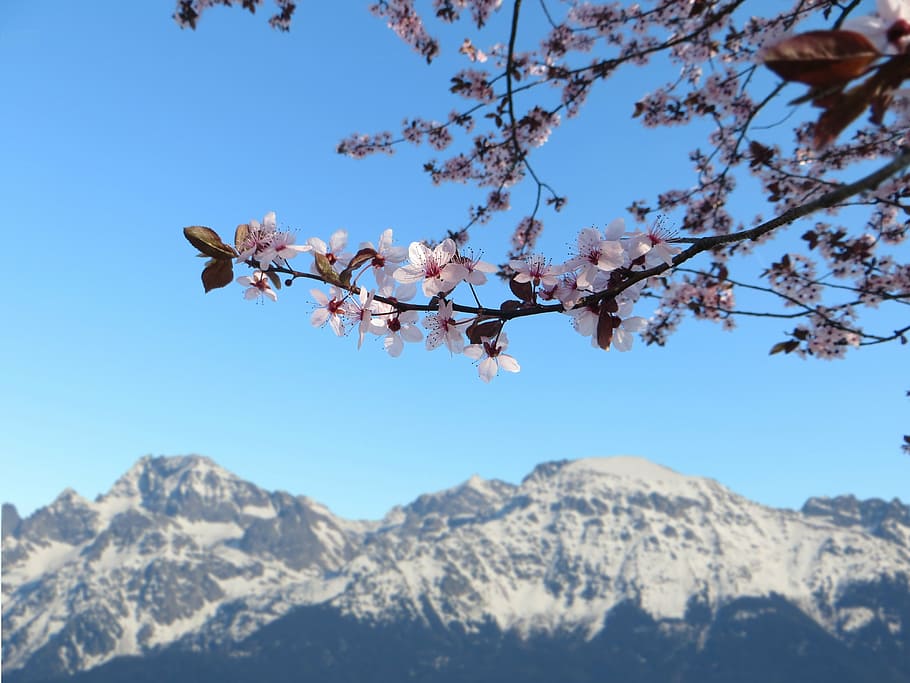 spring, flowers, pink, mountain, cherry, nature, garden, tree HD wallpaper