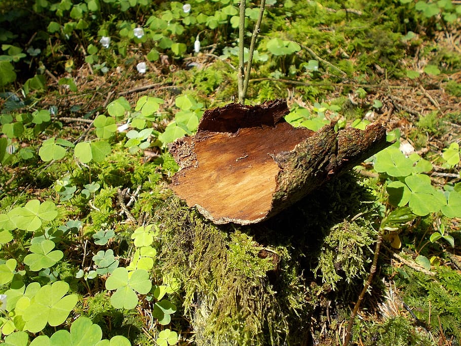 Tree Bark, Nature, Wood, Close, environment, timber, log, leaf HD wallpaper