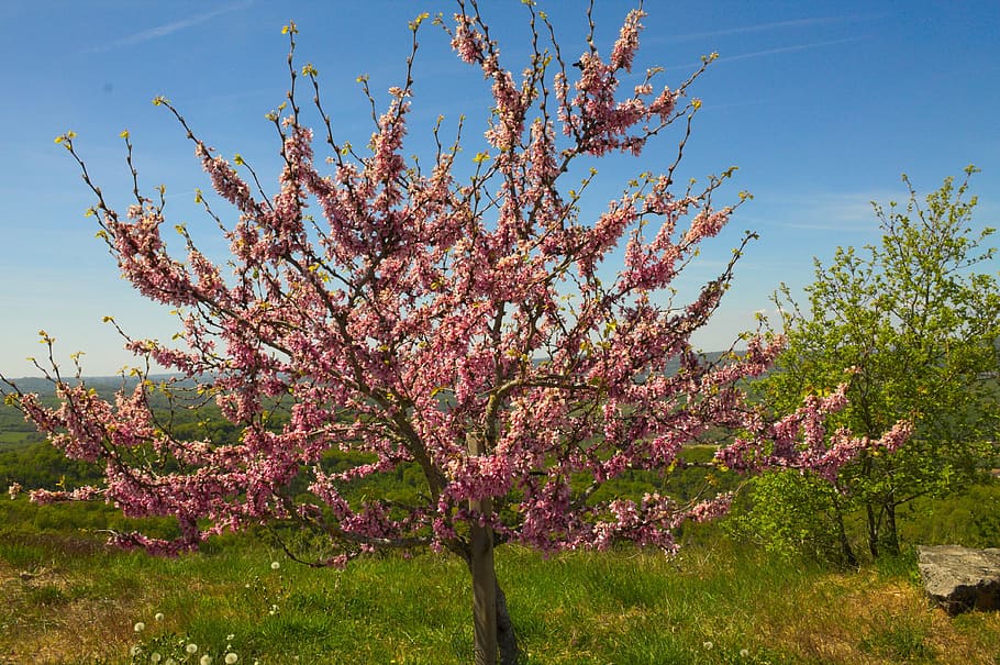 tree, pink, spring, nature, pink flowers, flowering tree, plant HD wallpaper