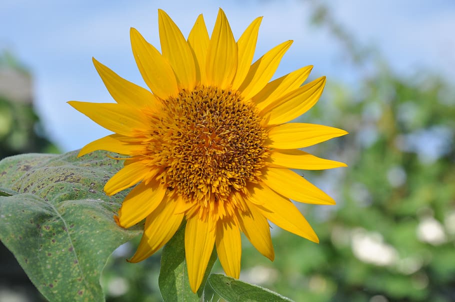sunflower, campaign, flowering plant, yellow, growth, fragility HD wallpaper