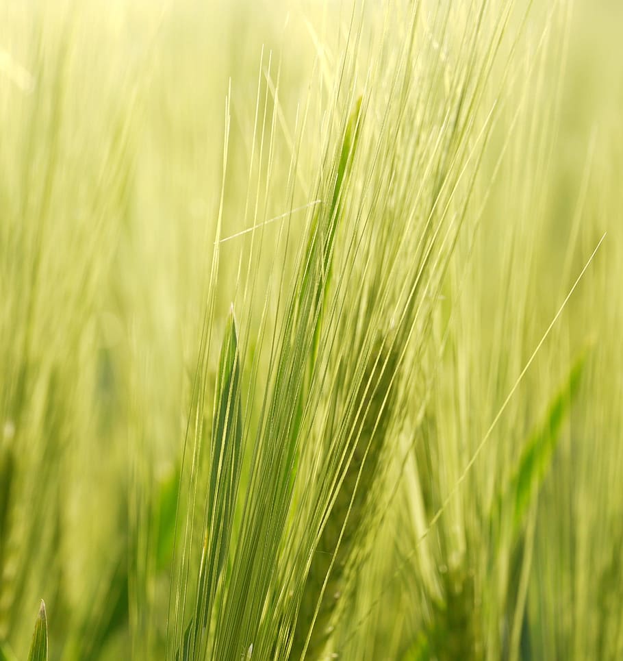 Background, Spike, Barley, Awns, Cereals, grain, field, close HD wallpaper
