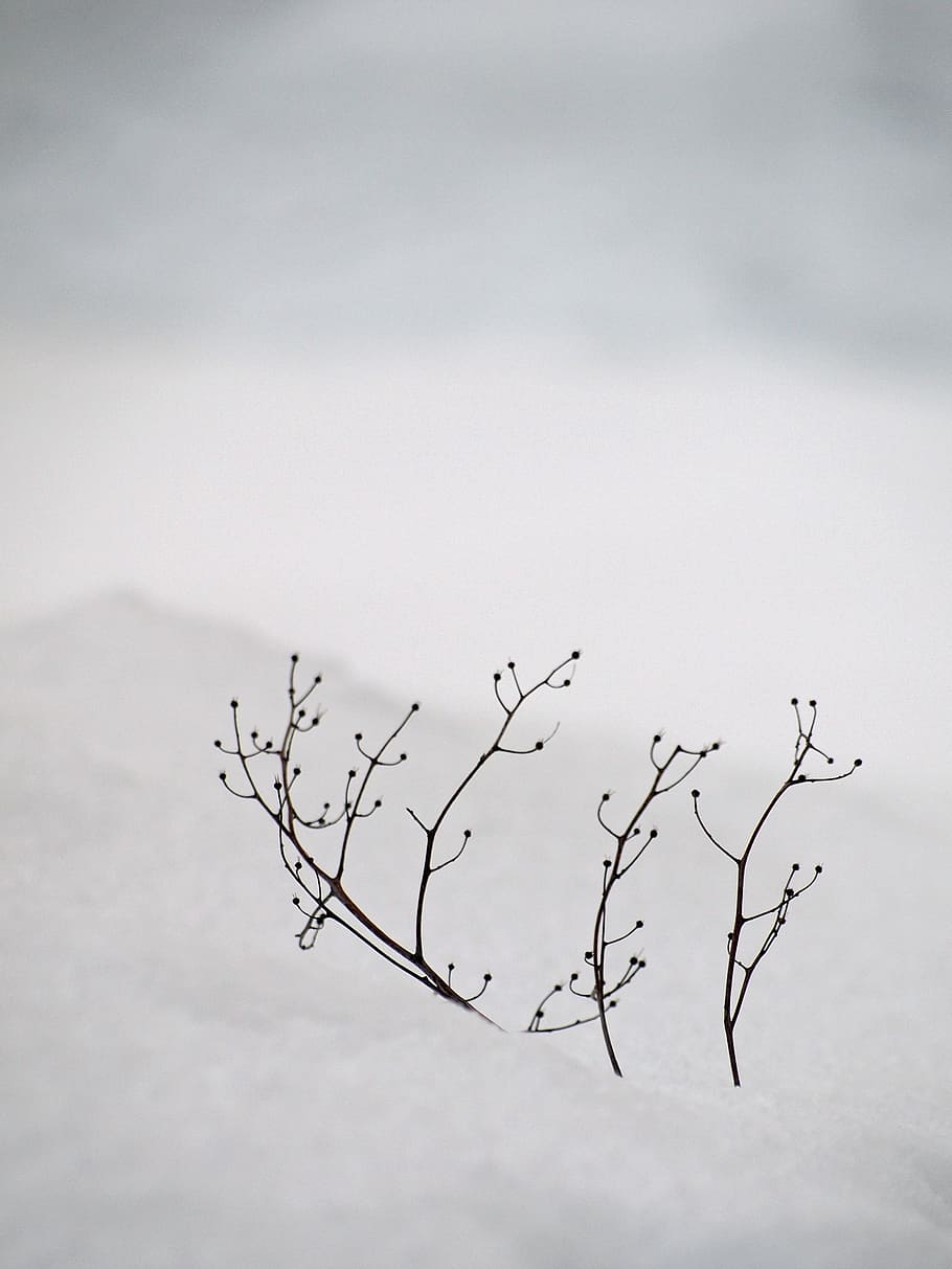 illustration of tree branches, snow, white, silence, tranquility HD wallpaper