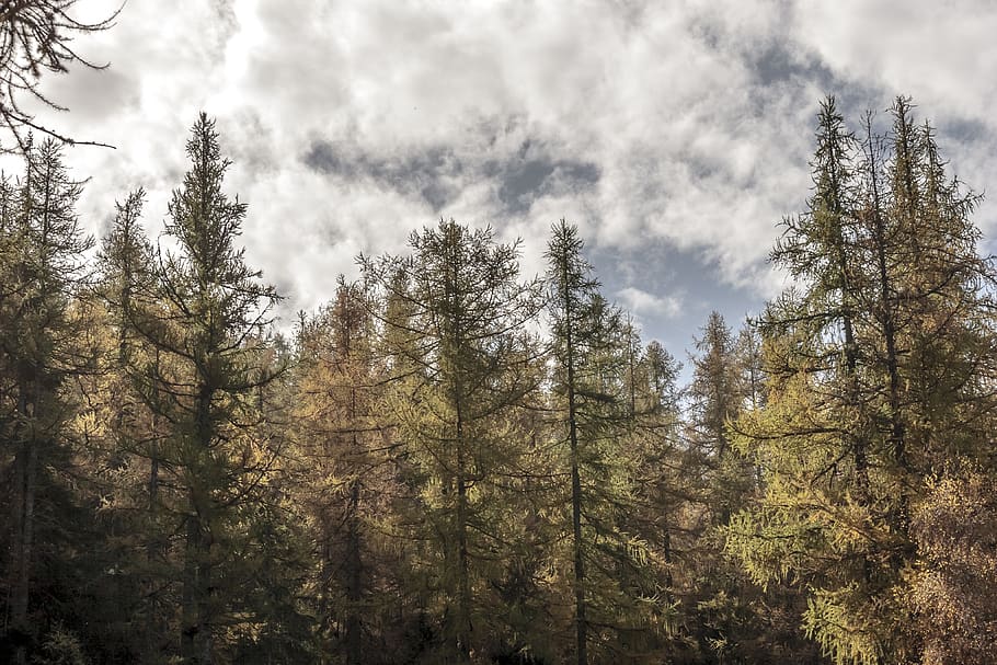 trees, valle d'aosta, sky, plant, growth, forest, land, cloud - sky HD wallpaper