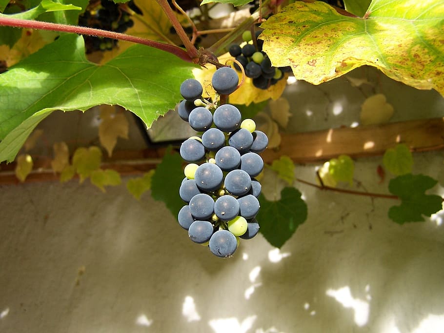 Grape, Tübingen, Vine, fruit, food and drink, leaf, agriculture HD wallpaper