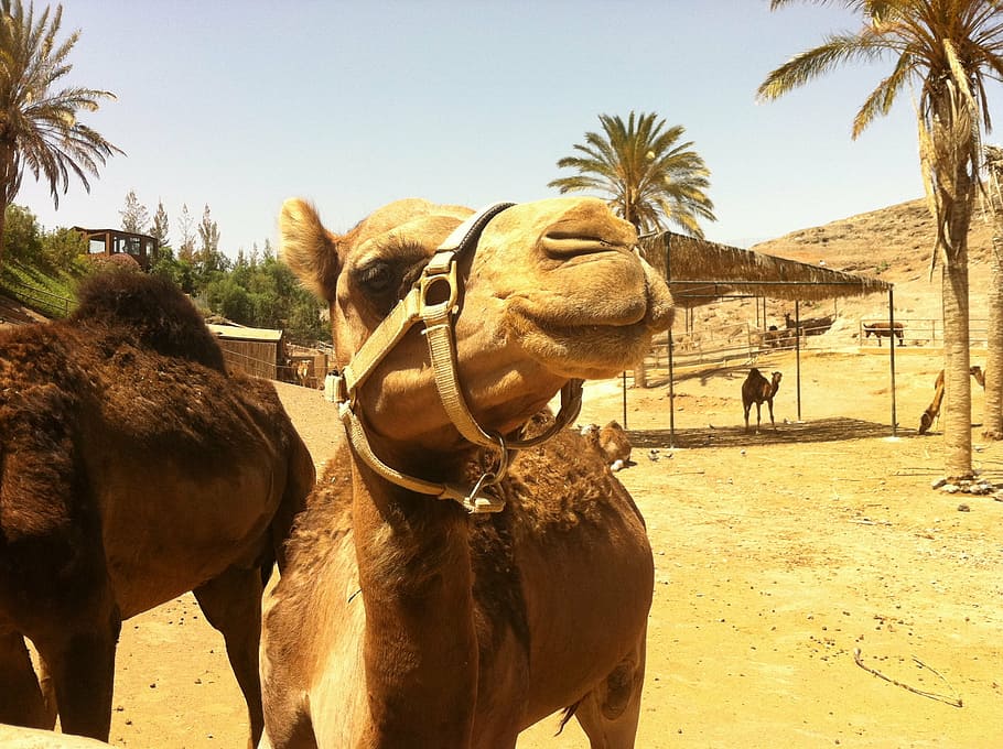 camel, animal, zoo, desert, sand, nature, travel, mammal, domestic animals HD wallpaper
