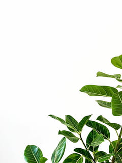 green leafed plant, green leafed plant on white background, stem HD wallpaper