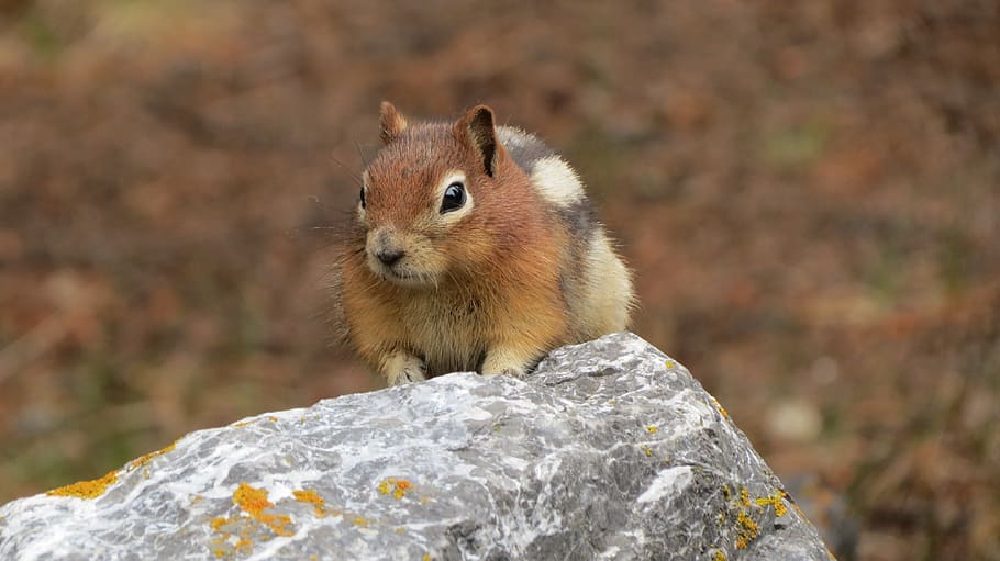 golden, mantled, ground, squirrel, animal wildlife, rodent HD wallpaper