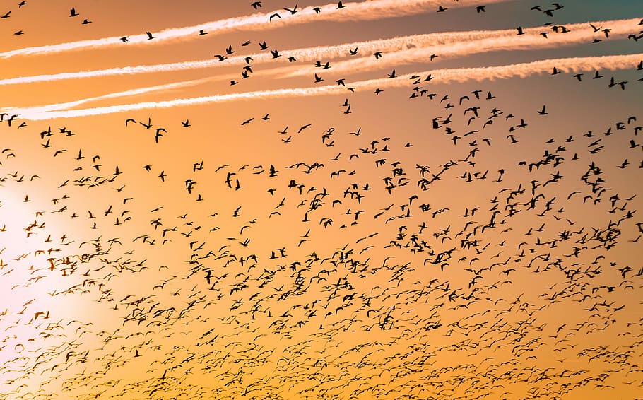 flock of birds, flock of birds during golden hour, sunset, silhouette HD wallpaper