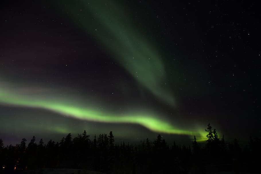 silhouette of trees under aurora borealis during night time HD wallpaper
