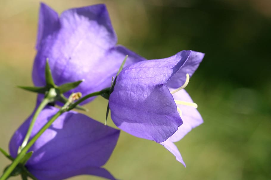 flower, blue clock, nature, flowering plant, petal, vulnerability HD wallpaper