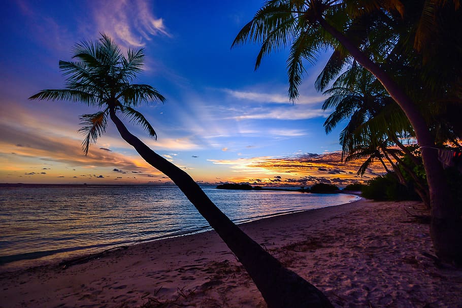 sea, dawn, nature, sky, beach, calm, clouds, coconut trees, dusk HD wallpaper