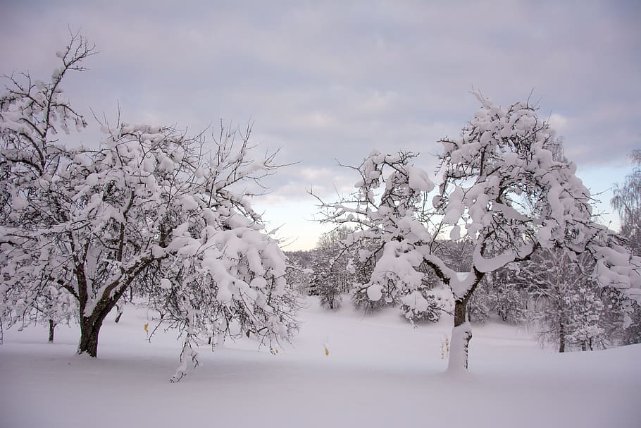 Trees in snow, landscape, nature, winter, cold - Temperature HD wallpaper