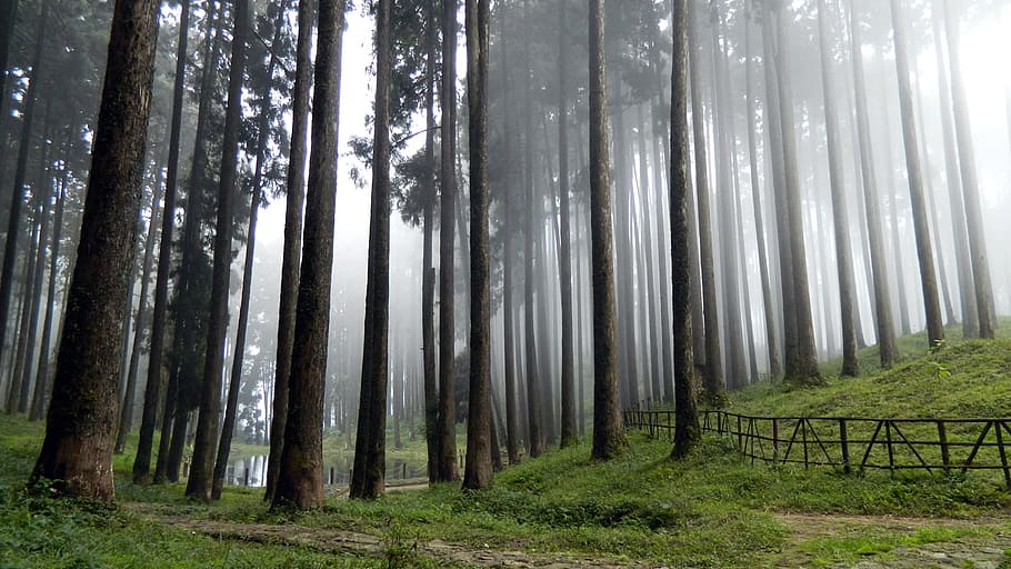 Foggy Forest Tall Trees and Green Grass Field High-saturated Photography HD wallpaper