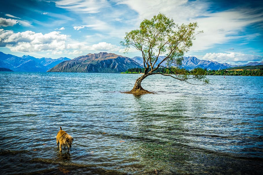 adult tan dog in body of water with green leaf tree near mountain under white cloud blue skies, HD wallpaper